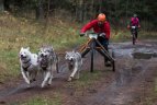 Lietuvos šunų kinkinių sporto federacijos varžybos Kernavėje