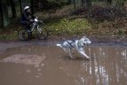 Lietuvos šunų kinkinių sporto federacijos varžybos Kernavėje