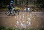 Lietuvos šunų kinkinių sporto federacijos varžybos Kernavėje