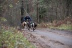 Lietuvos šunų kinkinių sporto federacijos varžybos Kernavėje