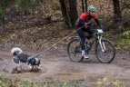 Lietuvos šunų kinkinių sporto federacijos varžybos Kernavėje