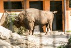 Futbolininkai sutvarkė stumbryną Lietuvos zoologijos sode.