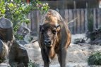 Futbolininkai sutvarkė stumbryną Lietuvos zoologijos sode.