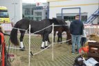 Vilniaus sporto festivalis.