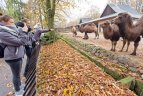 Vilniaus „Kibirkšties“ krepšininkės zoologijos sode.